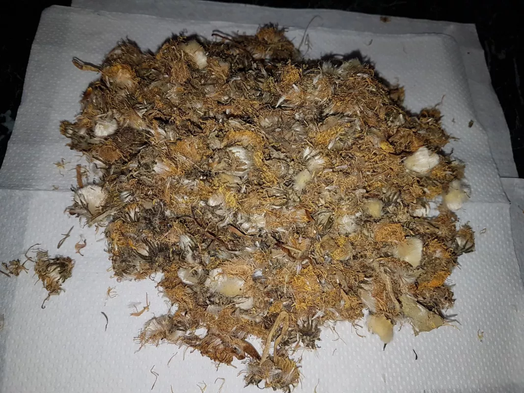 Pampeliška květ 500 g- Akce